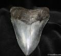 Sharply Serrated Inch Megalodon Tooth #703-2